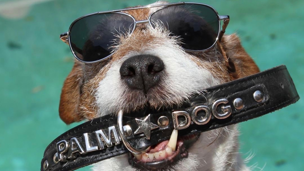 Cannes Palm Dog: Will Ken Loach's 'The Old Oak' Get Top Canine Award At Director Bowwow's Final Festival?