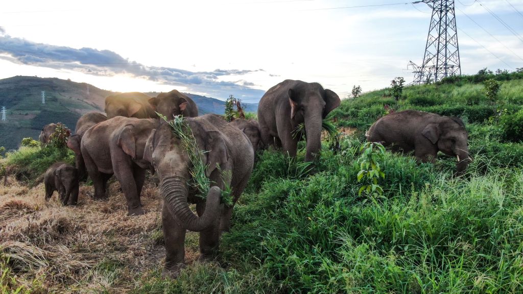 Imax Partners With Chinese Studio For Nature Doc 'The Elephant Odyssey'
